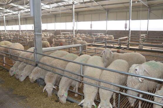 2021年绒山羊母羊—羔羊一体化营养调控示